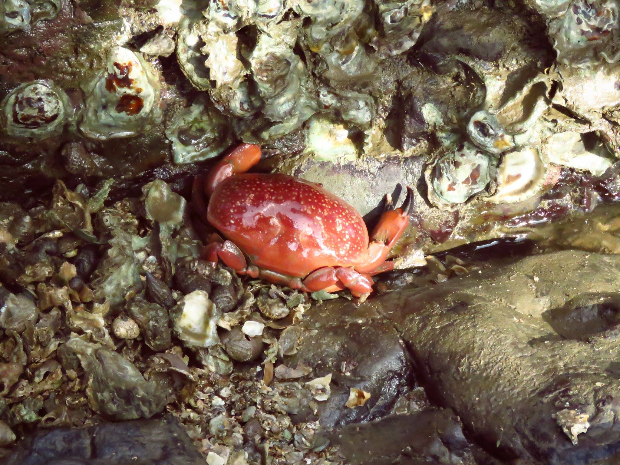 blue crab eggs