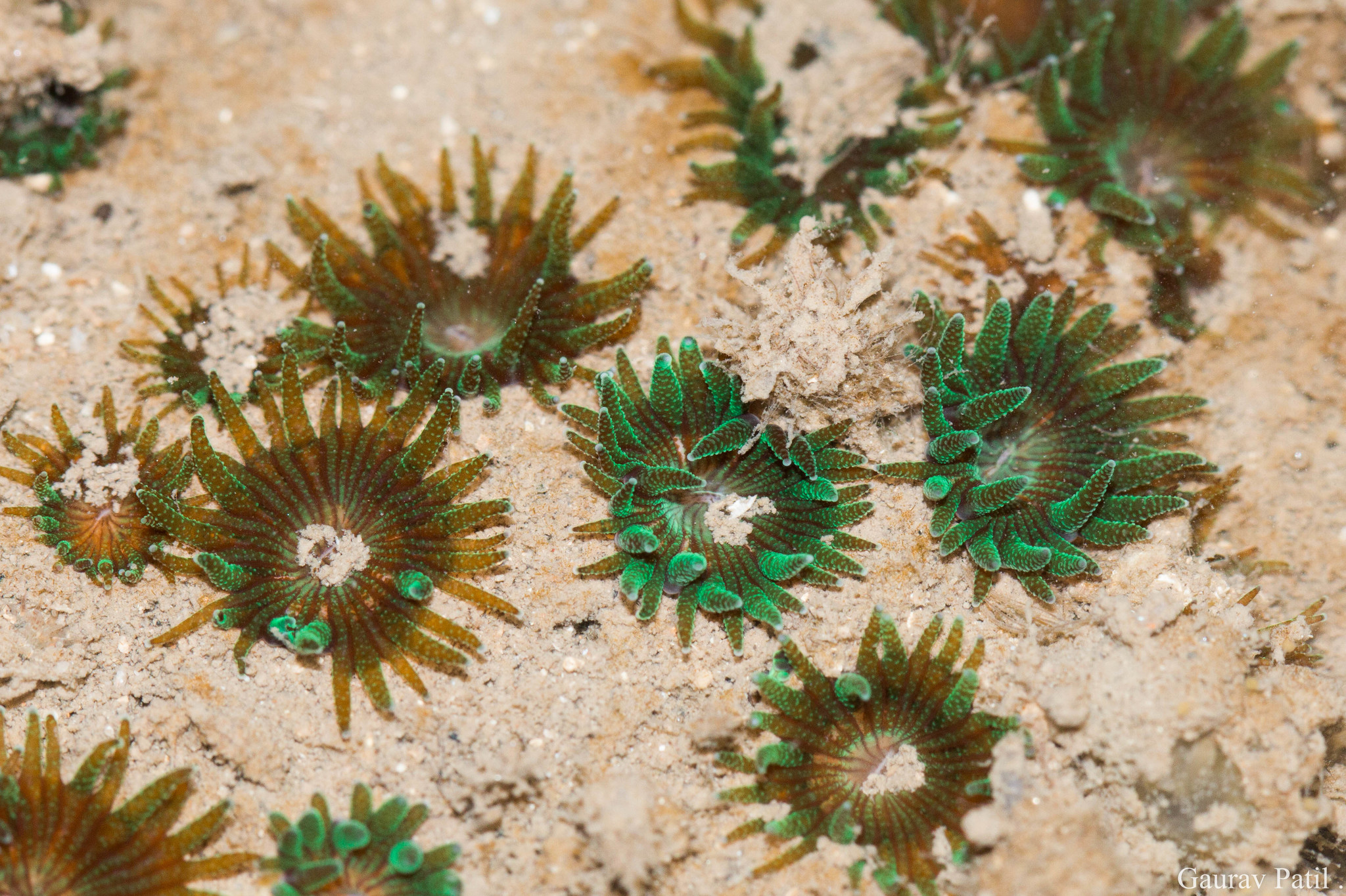 marine-life-of-mumbai