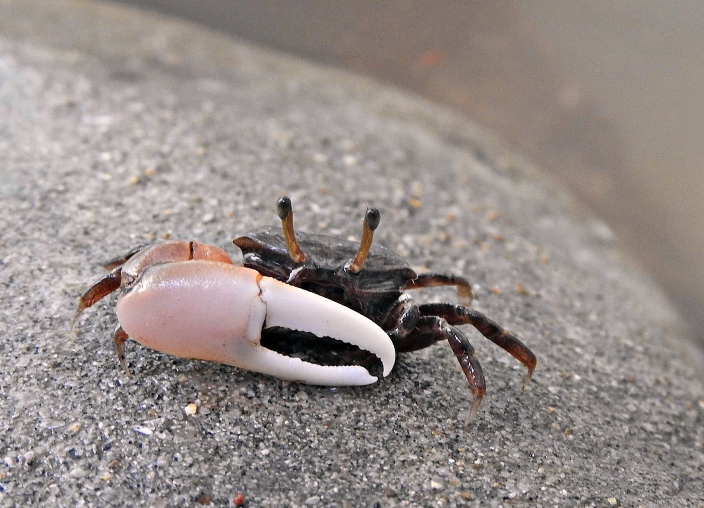 fiddler-crab-marine-life-of-mumbai