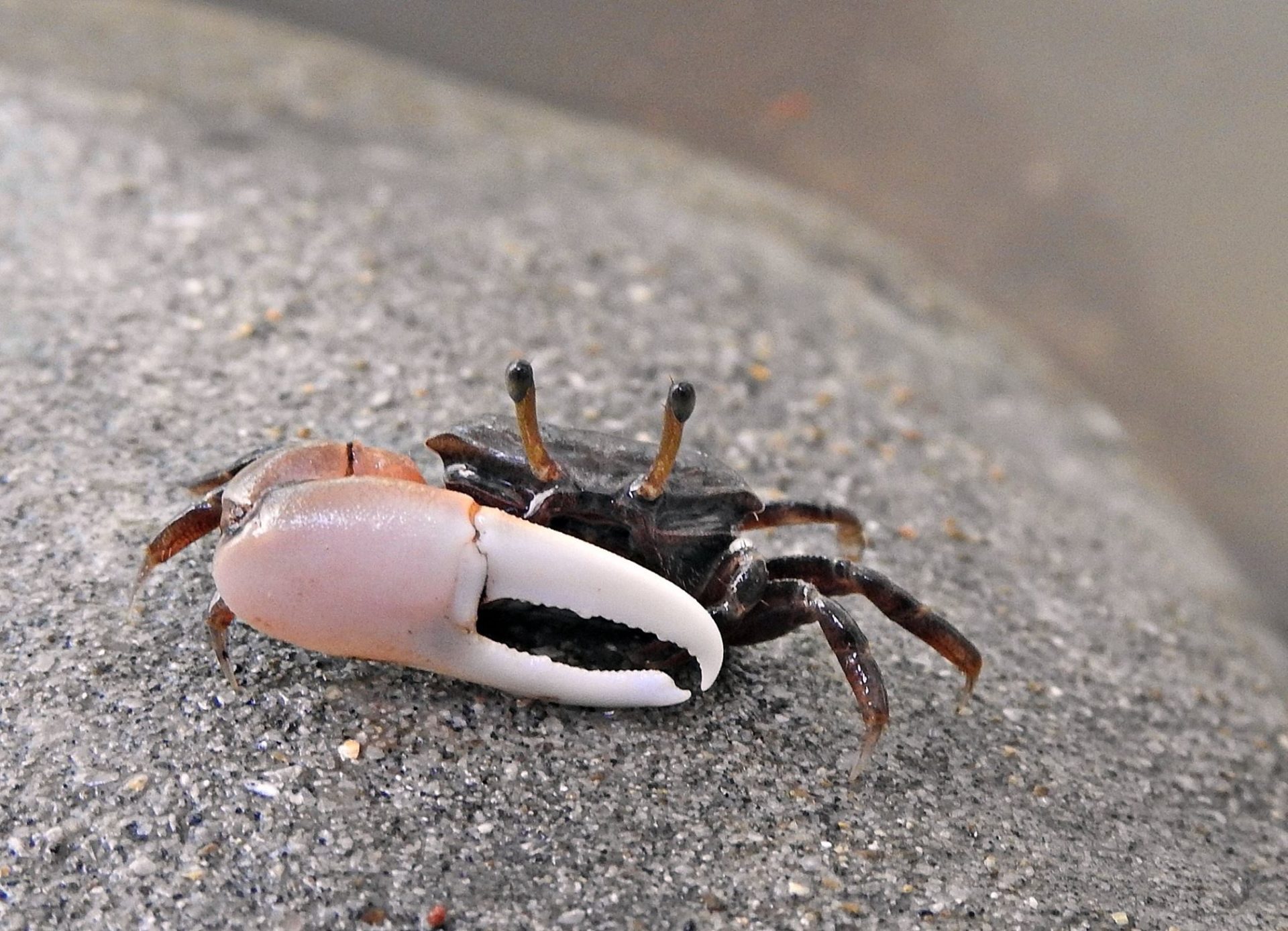 first-species-of-yeti-crab-found-in-antarctica-named-after-british-deep