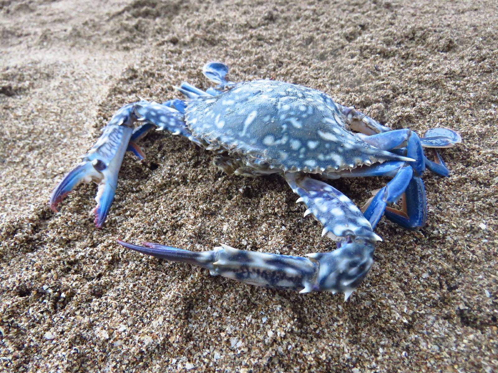 blue crab habitat