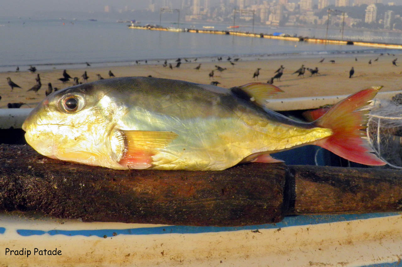 marine-life-of-mumbai