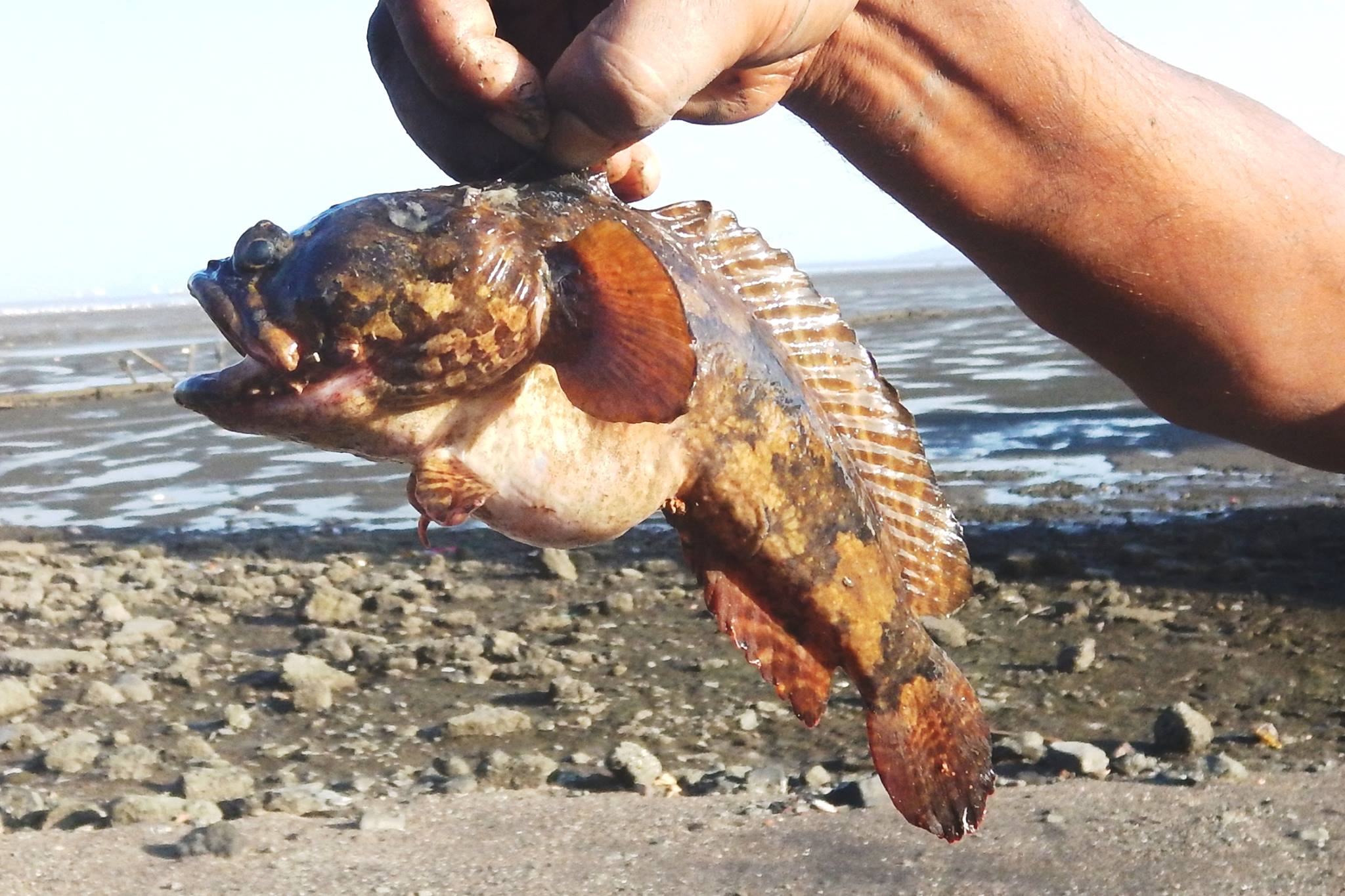 Freshwater Toadfish