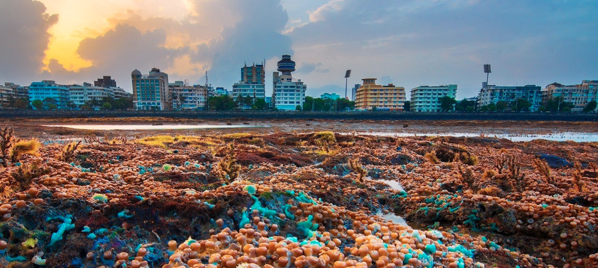 the-fight-for-mumbai-s-coastline-marine-life-of-mumbai