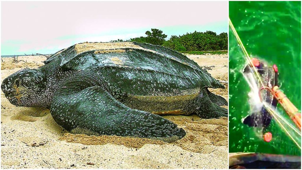 Leatherback turtle spotted off Diveagar after 30 years - Marine Life of