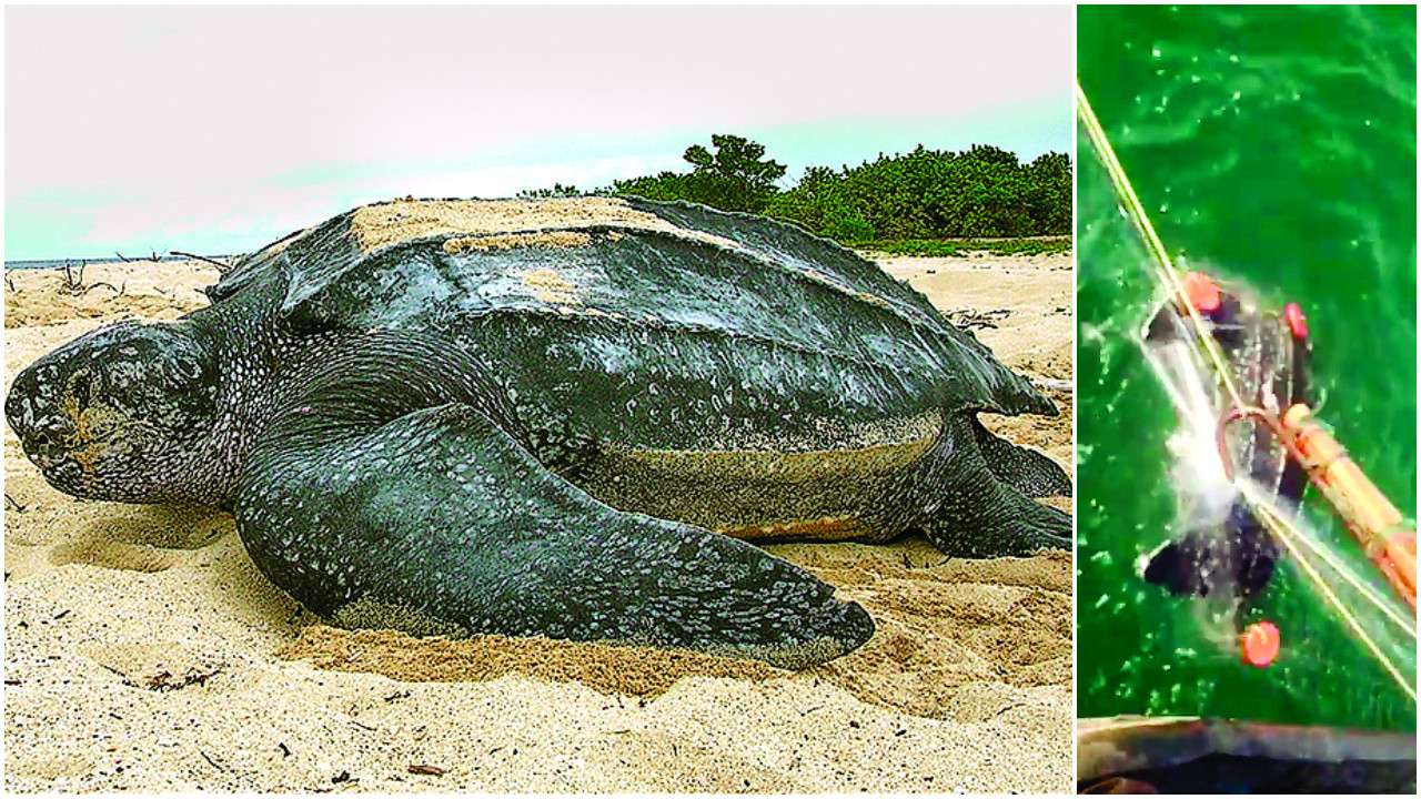 leatherback sea turtle stuffed animal