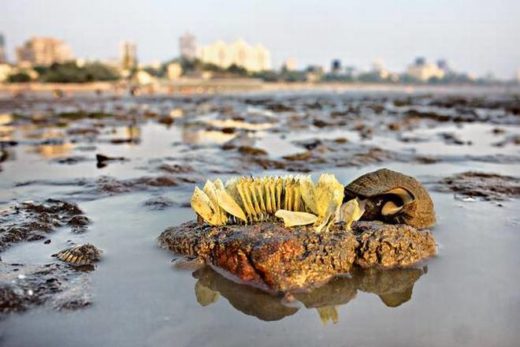 southern-coastal-road-project-to-hit-marine-life-marine-life-of-mumbai